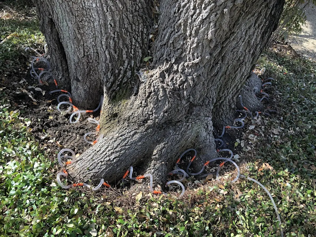 Detailed Tree Cabling and Bracing job site in Bagdad