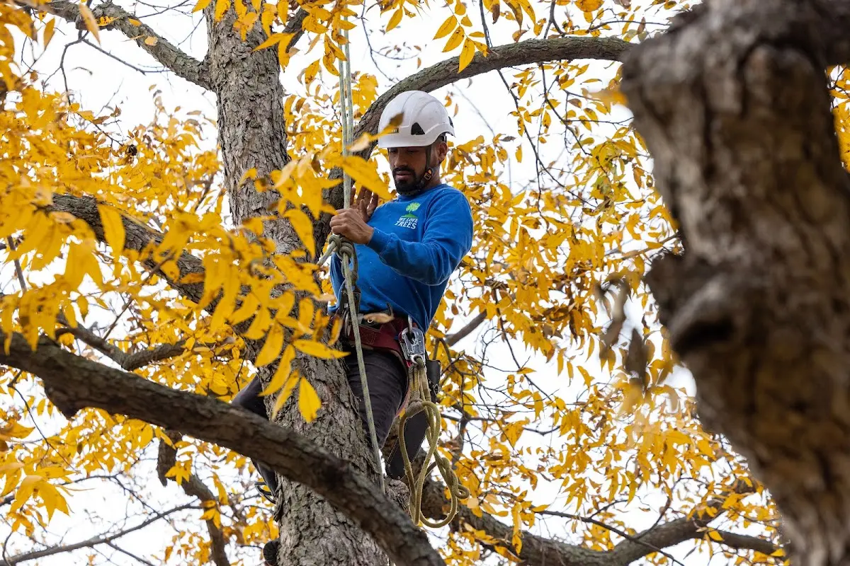 Skilled Tree Trimming crew working in Bagdad